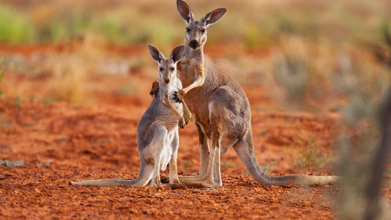 Los canguros padecen de hambre cuando su población aumenta demasiado.