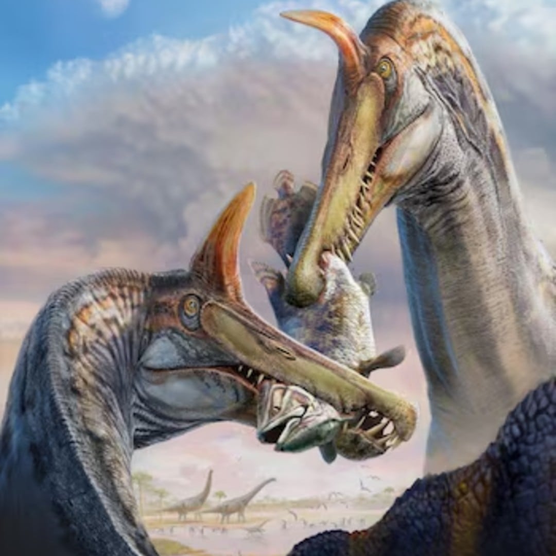 Encuentran una nuevea especie de dinosaurio, el Spinosaurus mirabilis.
