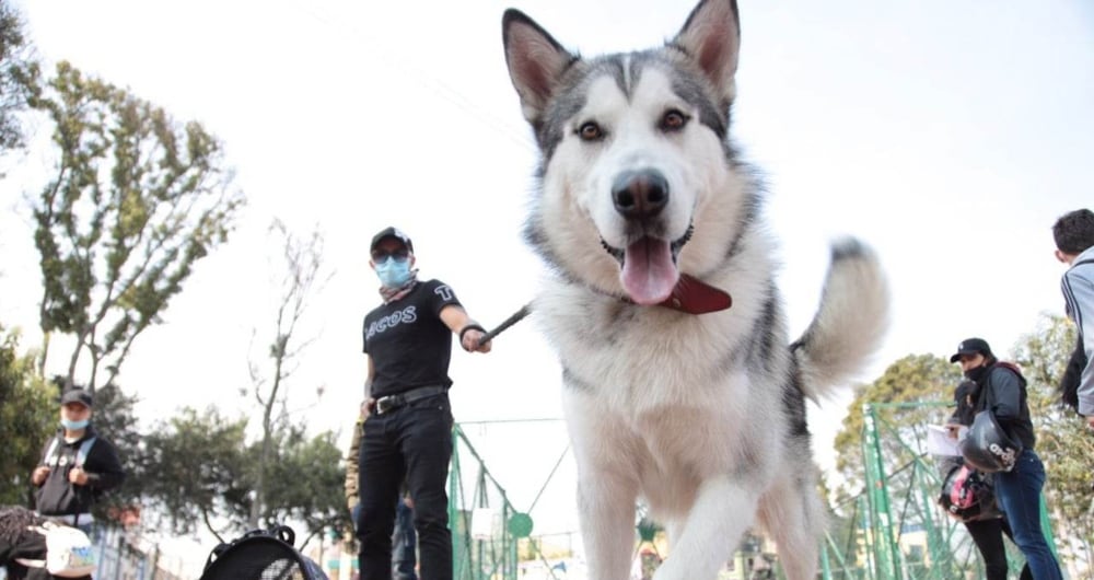 Hay más de 1.000 cupos disponibles para esterilización canina.