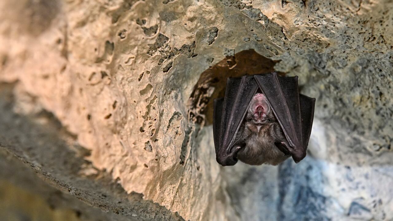 Rhinolophus hipposideros - El murciélago de herradura menor es la especie más pequeña del género Rhinolophus