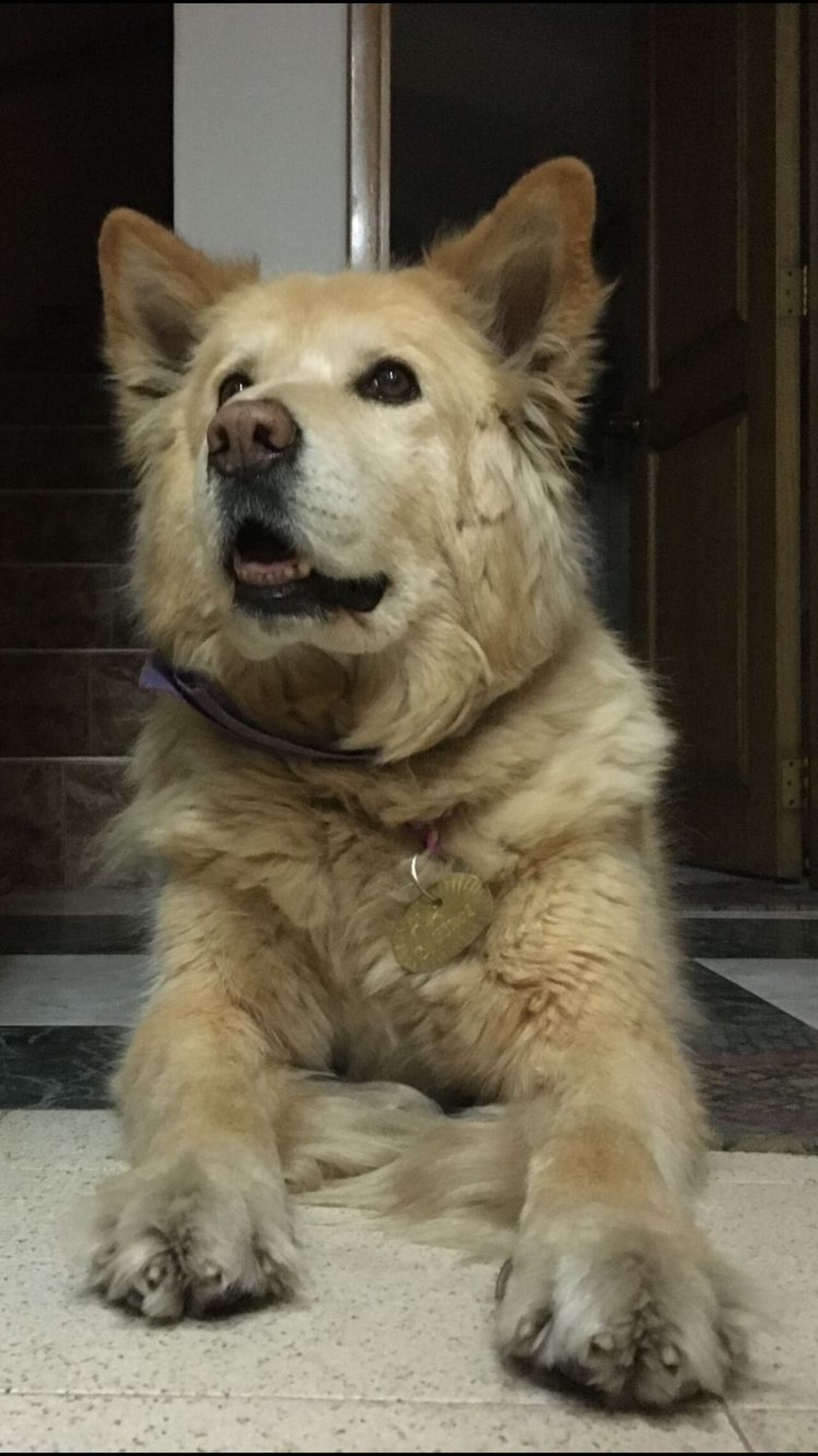 Asia, perrita desaparecida