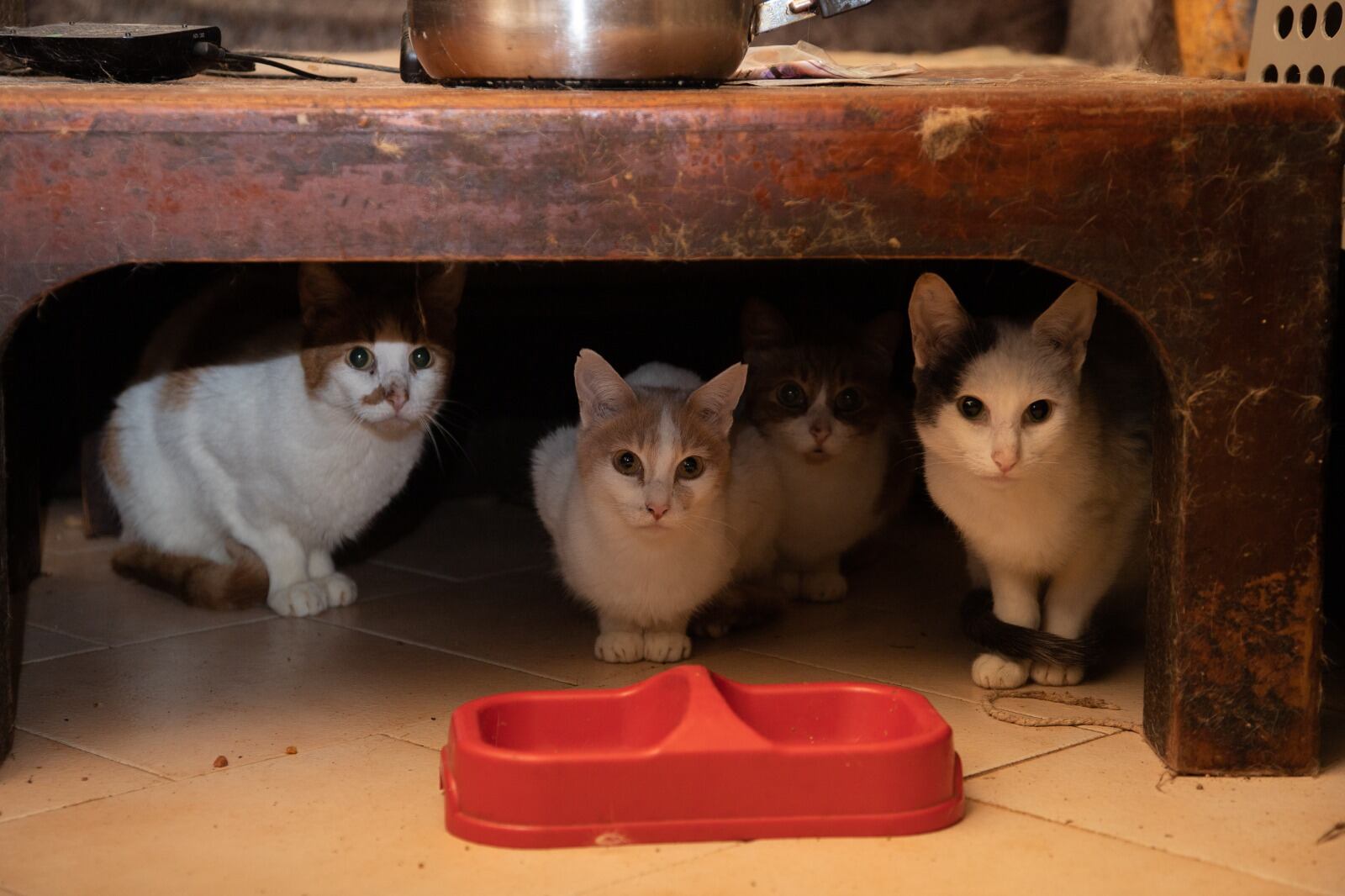 Todos estos gatos necesitan un hogar. El inmueble va a ser rematado.