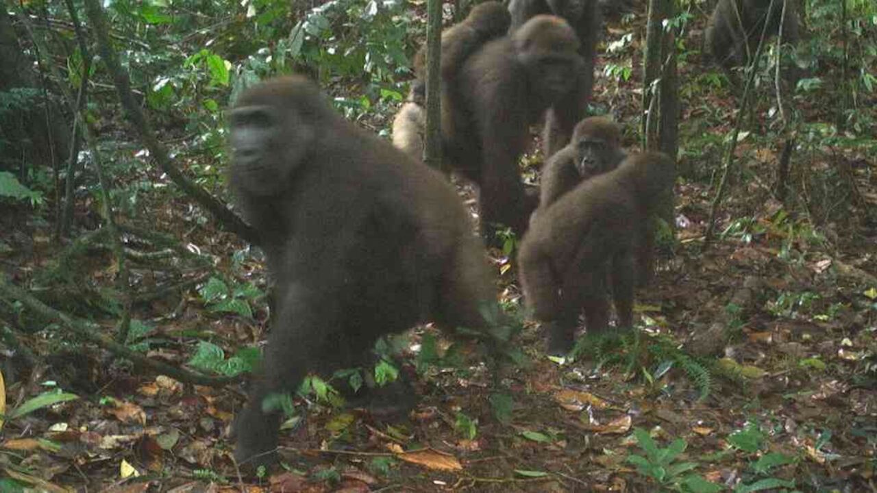 Una cámara en las montañas Mbe de Nigeria capturó las primeras imágenes conocidas de un gran grupo del gorila occidental del Río Cross. Foto: WCS Nigeria