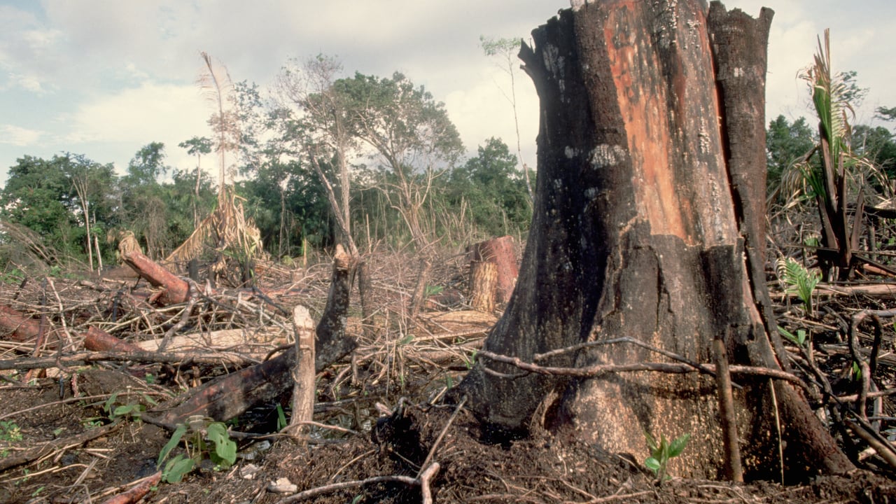 Deforestación.