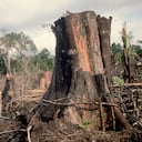La deforestación en la Amazonía está en su nivel más alto. En el primer trimestre de 2022, se perdieron más 940 kilómetros cuadrados de bosque solo en Brasil.