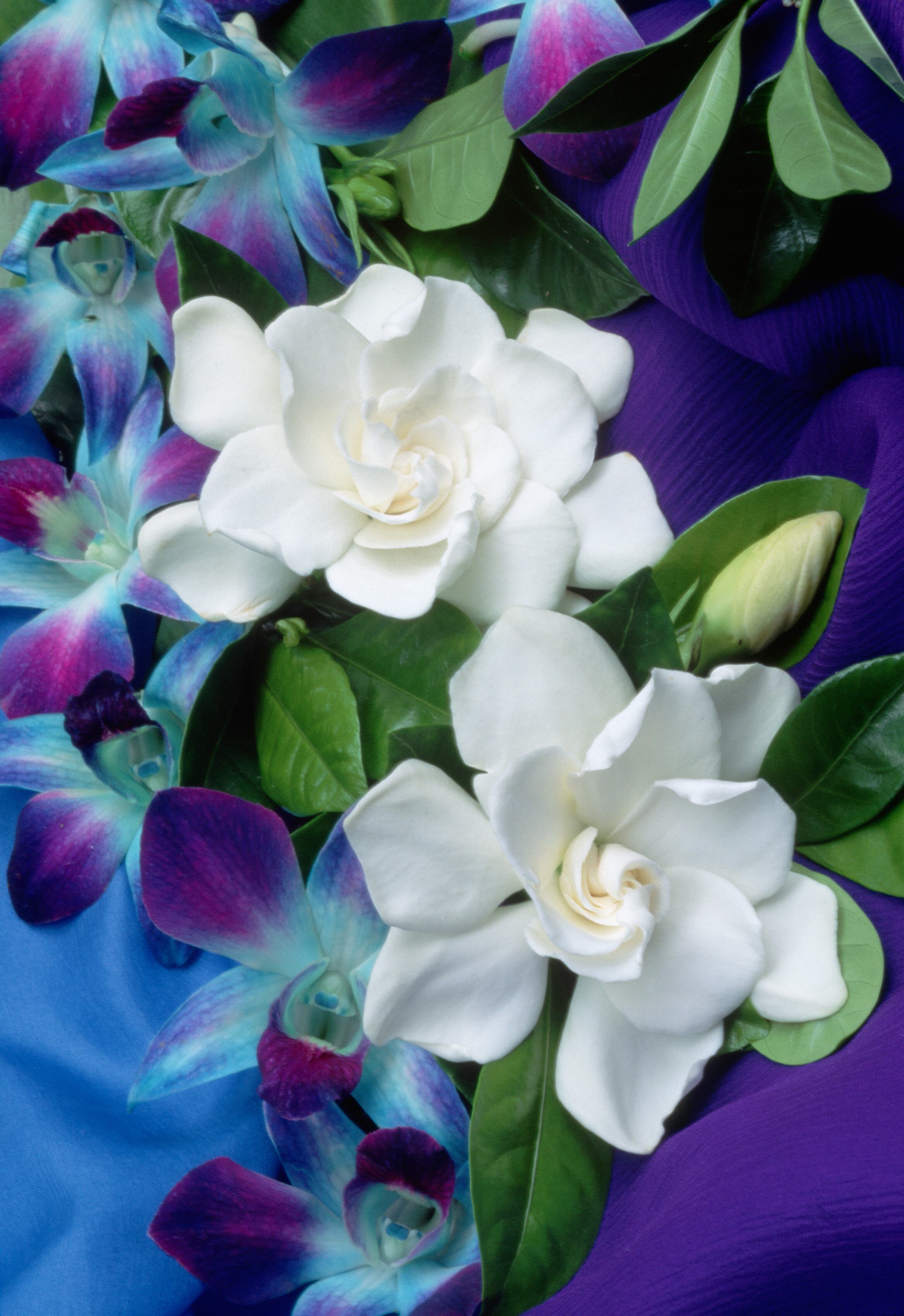 Gardenias