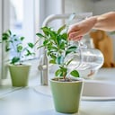 No solo es importante la cantidad de agua que recibe una planta, sino también el momento del día en que se riega.