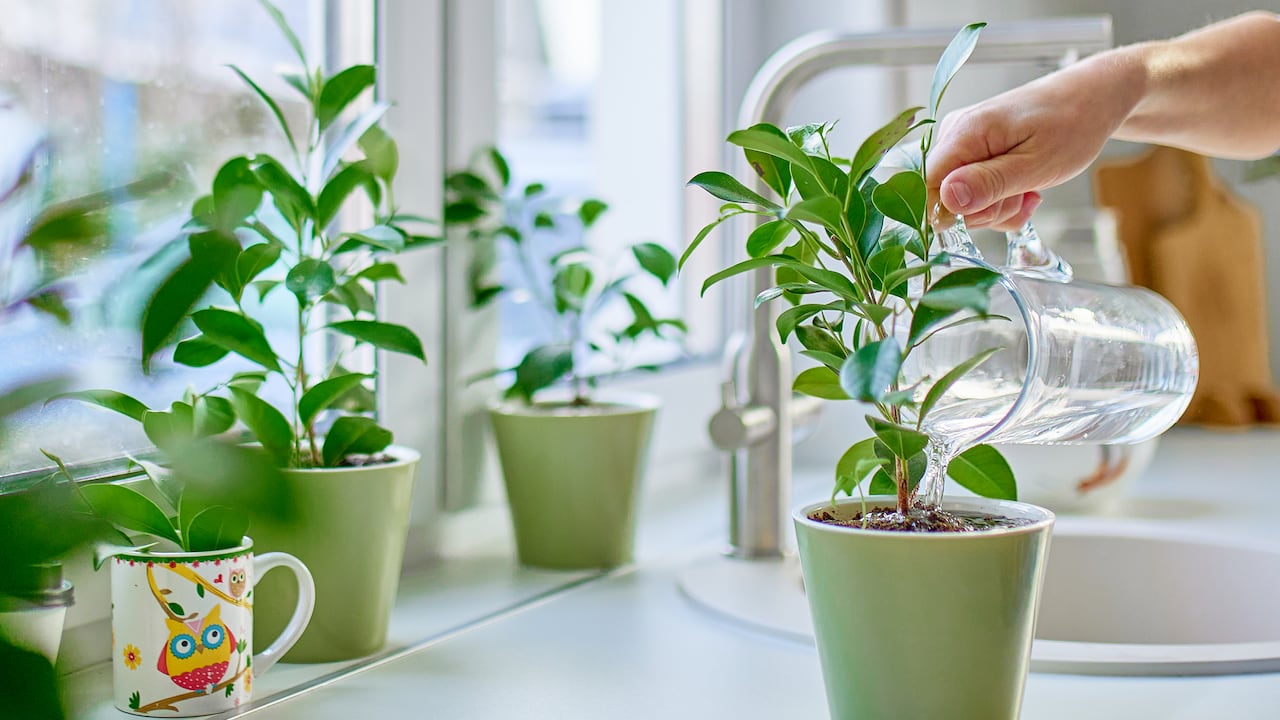 No solo es importante la cantidad de agua que recibe una planta, sino también el momento del día en que se riega.