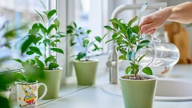 No solo es importante la cantidad de agua que recibe una planta, sino también el momento del día en que se riega.