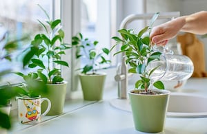 No solo es importante la cantidad de agua que recibe una planta, sino también el momento del día en que se riega.