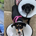 Perritas fueron abandonadas en Cali. La historia conmueve en las redes sociales.