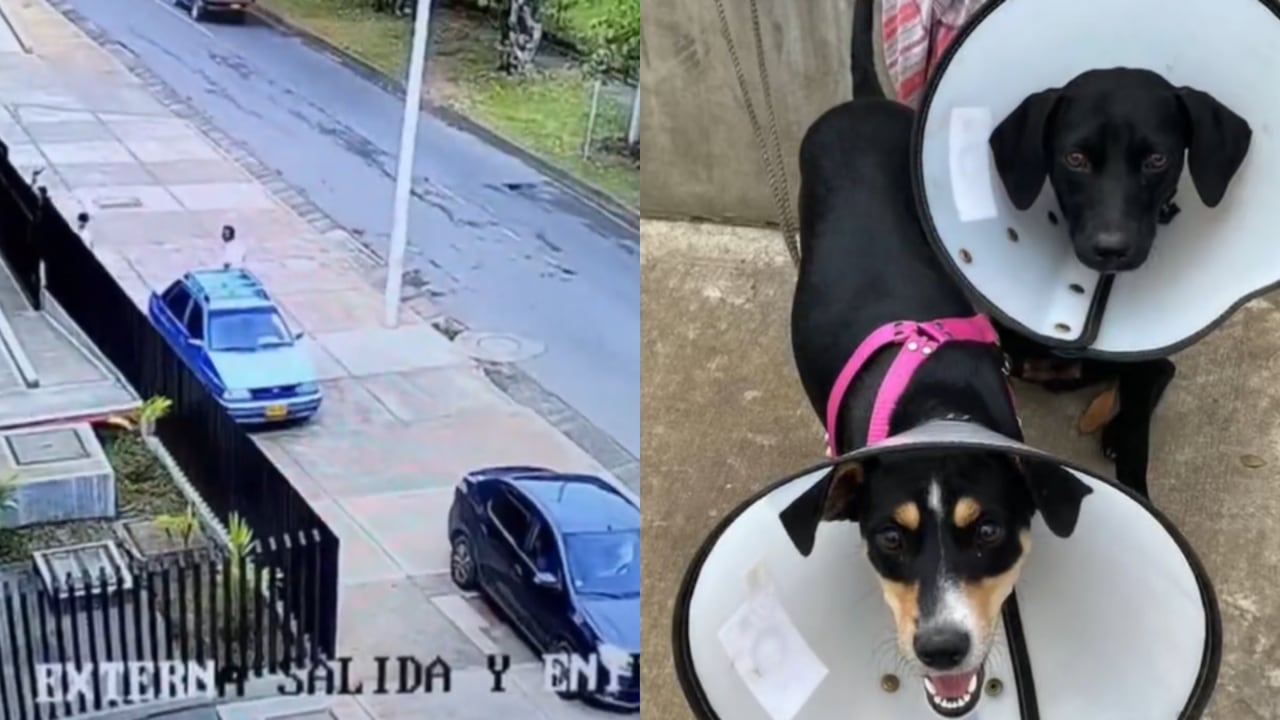 Perritas fueron abandonadas en Cali. La historia conmueve en las redes sociales.