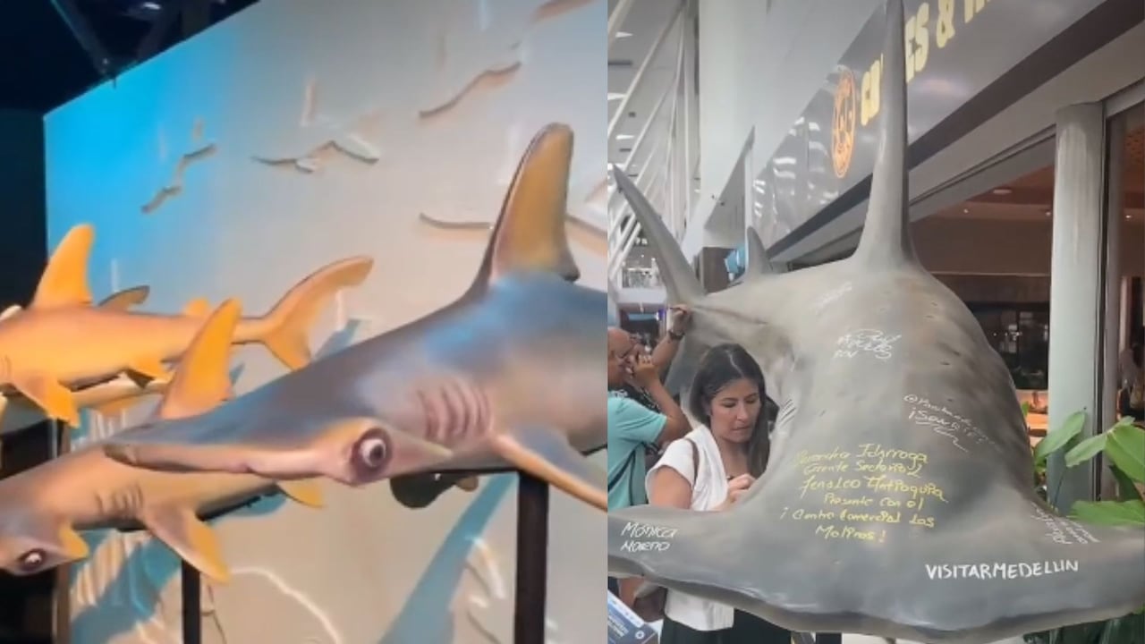 La exposición “Manifiesto Megalodón” reúne esculturas gigantes, tecnología inmersiva y experiencias interactivas para acercar al público al mundo de los tiburones y la conservación de los océanos.