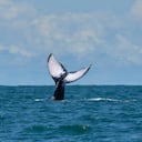 Las ballenas jorobadas vienen al Pacífico colombiano a reproducirse o a tener sus crías.