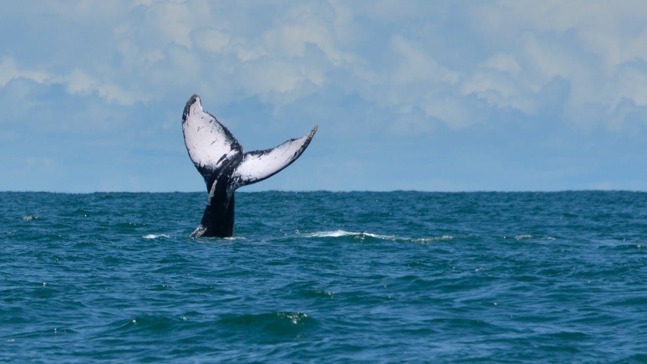 Las ballenas jorobadas vienen al Pacífico colombiano a reproducirse o a tener sus crías.