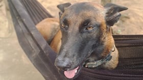 Perrita del Ejército sobrevivió ataque del ELN y ayudó a incautar una tonelada de cocaína.