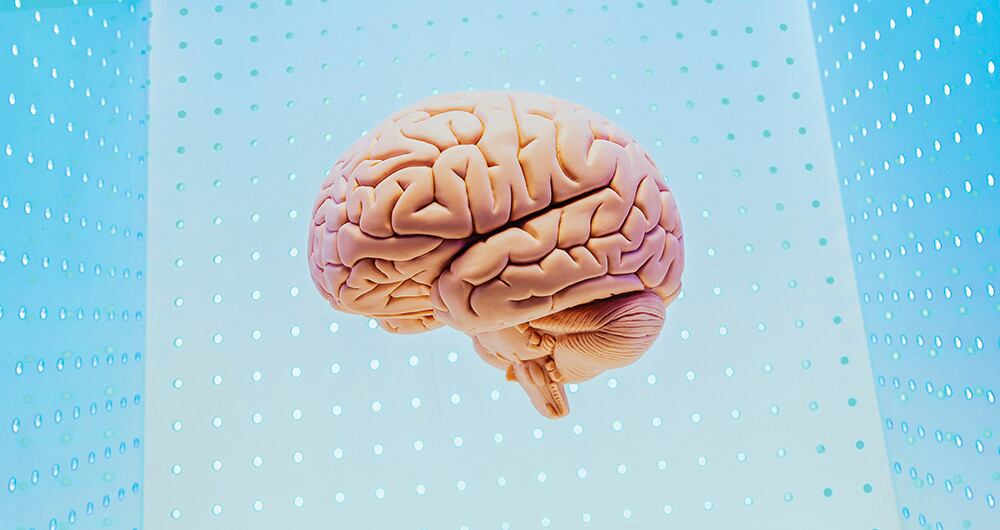 Un equipo de científicos de la Universidad de Stanford logró lo impensable: trasplantar neuronas humanas al cerebro de ratas recién nacidas. 