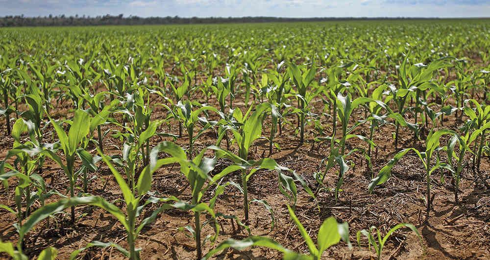 Cultivos de maíz en Colombia.