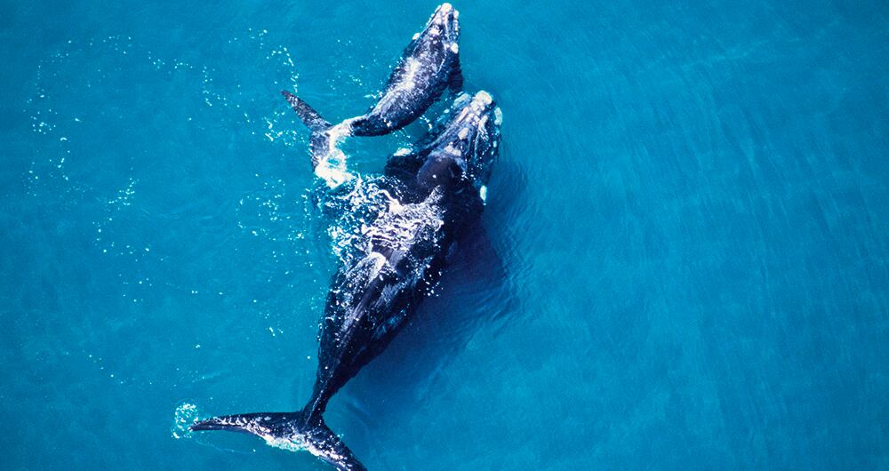 los canes detectan la covid_3