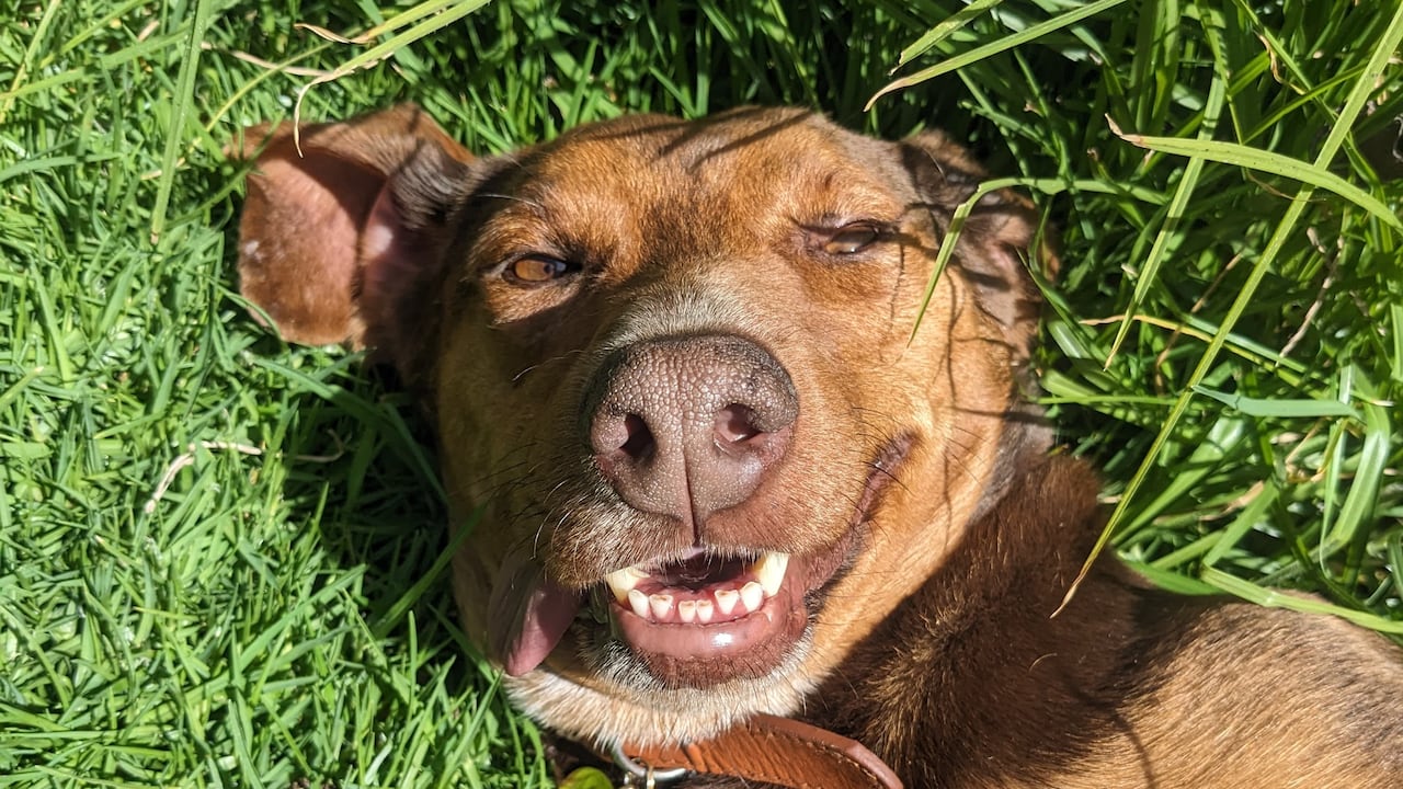 Adopciones de perros