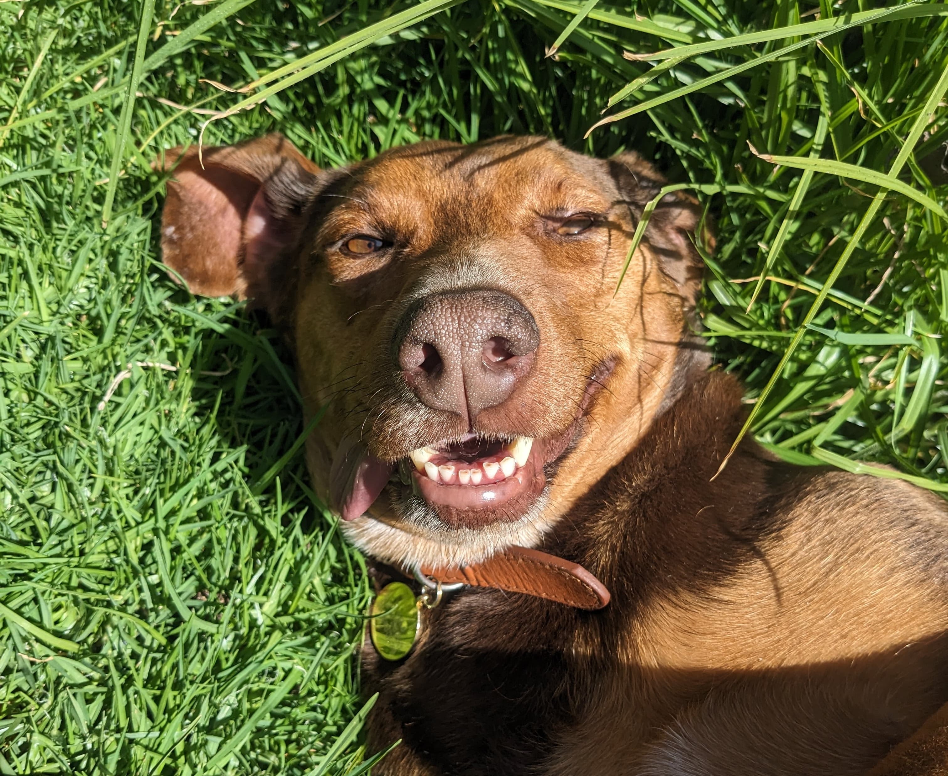 Adopciones de perros