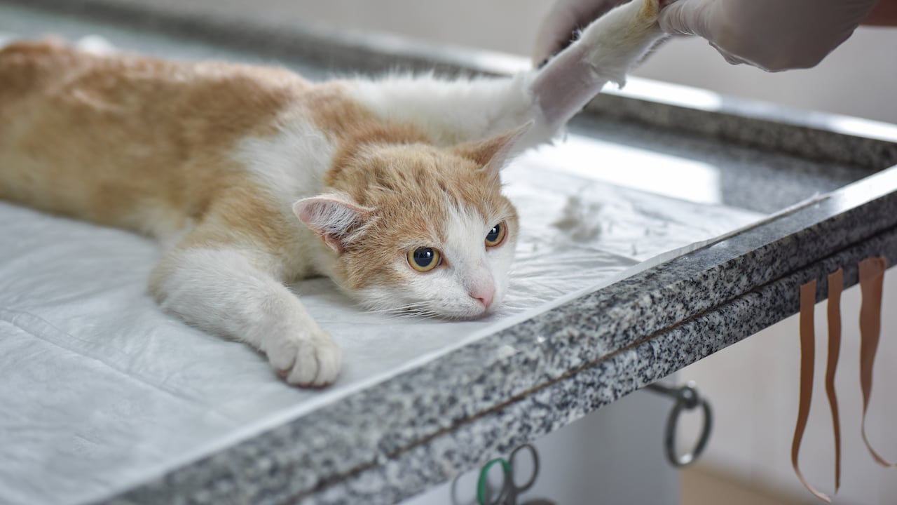 Un diagnóstico temprano es fundamental para garantizar una mejor calidad de vida a las mascotas.