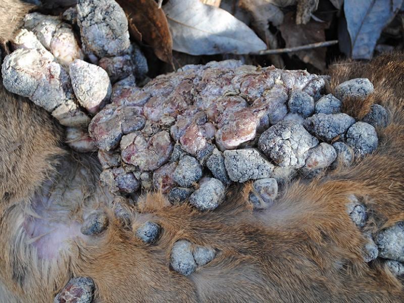 Científicos en laboratorio analizando muestras biológicas de un ciervo afectado.