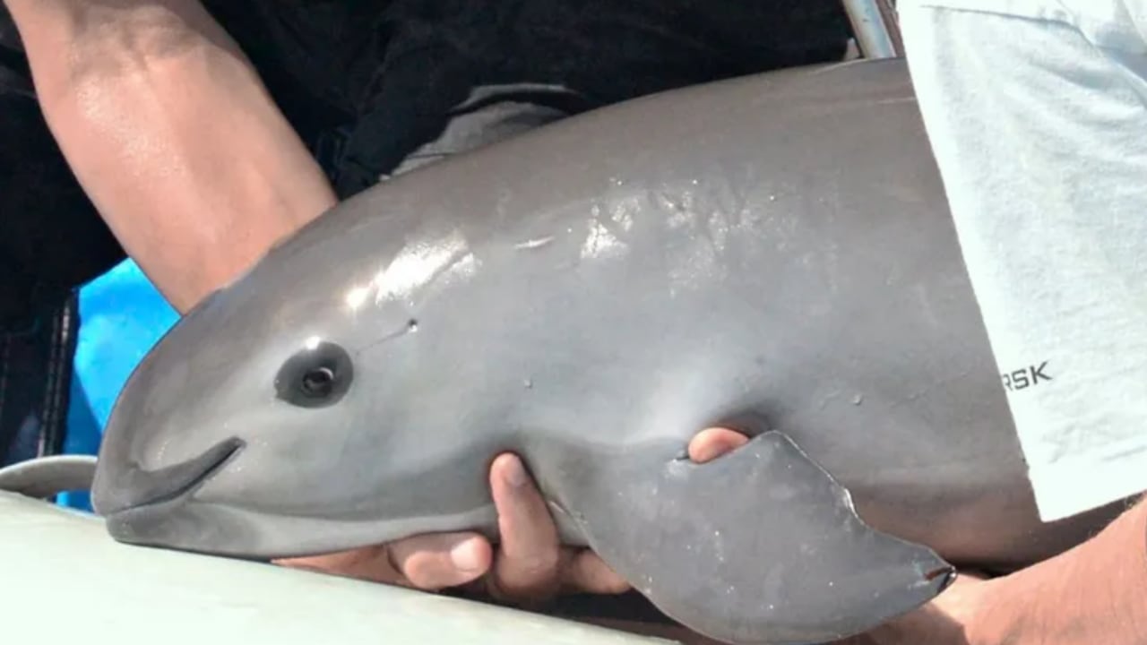 Un proyecto tecnológico busca conservar digitalmente a la vaquita marina, el mamífero marino más amenazado.