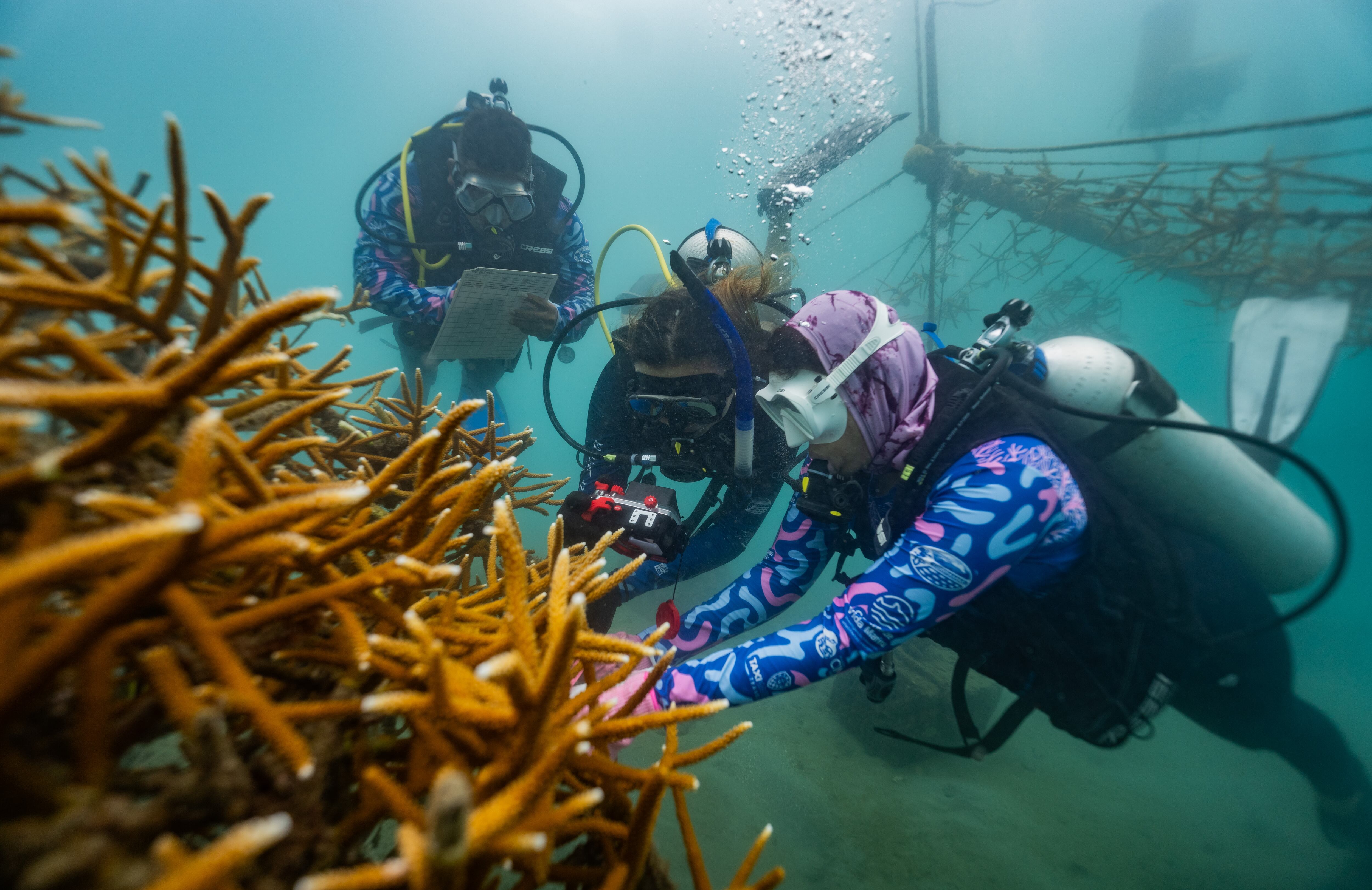 Jardín de Corales Inca Inca.