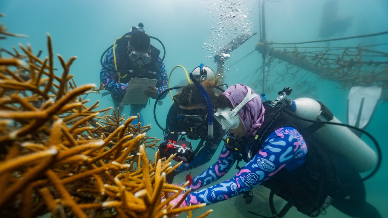 Jardín de Corales Inca Inca.