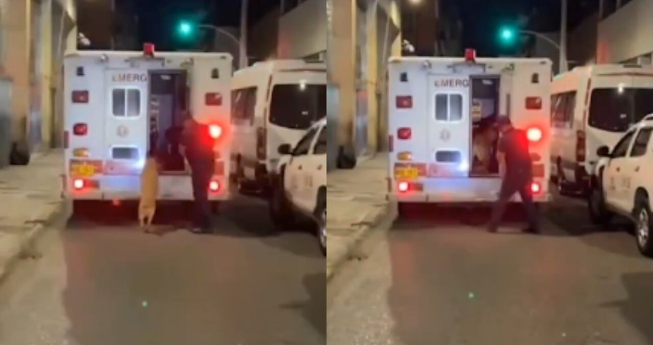 El momento que suben a la ambulancia al perro Toño