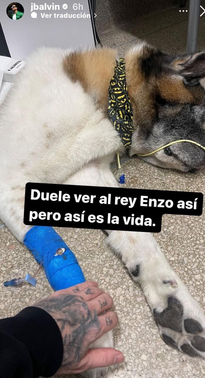 Enzo aparece acostado en una camilla de una veterinaria de Nueva York, el cantante, aseguró que le duele el corazón ver su estado de salud.