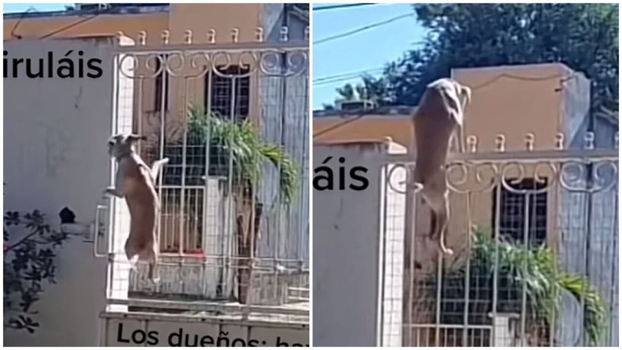 En la publicación se puede observar como el canino decide intentar trepar un portón visto inicialmente como una prueba insuperable para el perro.