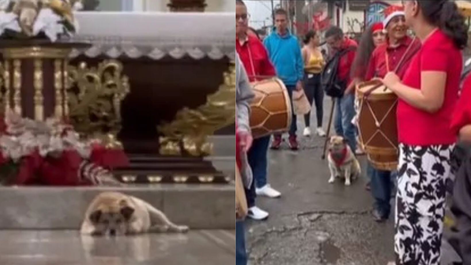 El Mono, el perrito famoso de Sevilla, Valle del Cauca