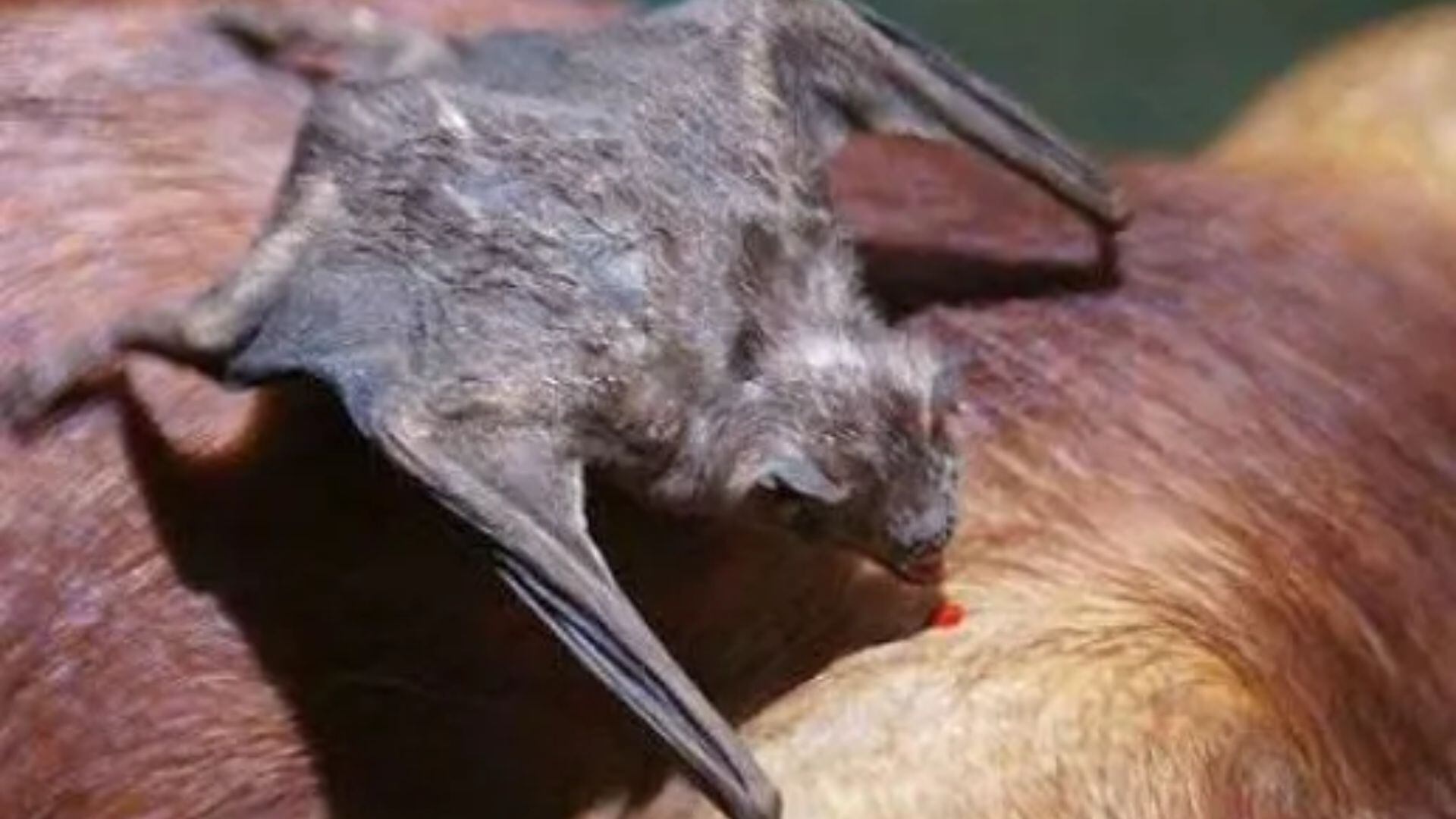 Un murciélago con un comportamiento anormal puede ser un factor de riesgo alto.