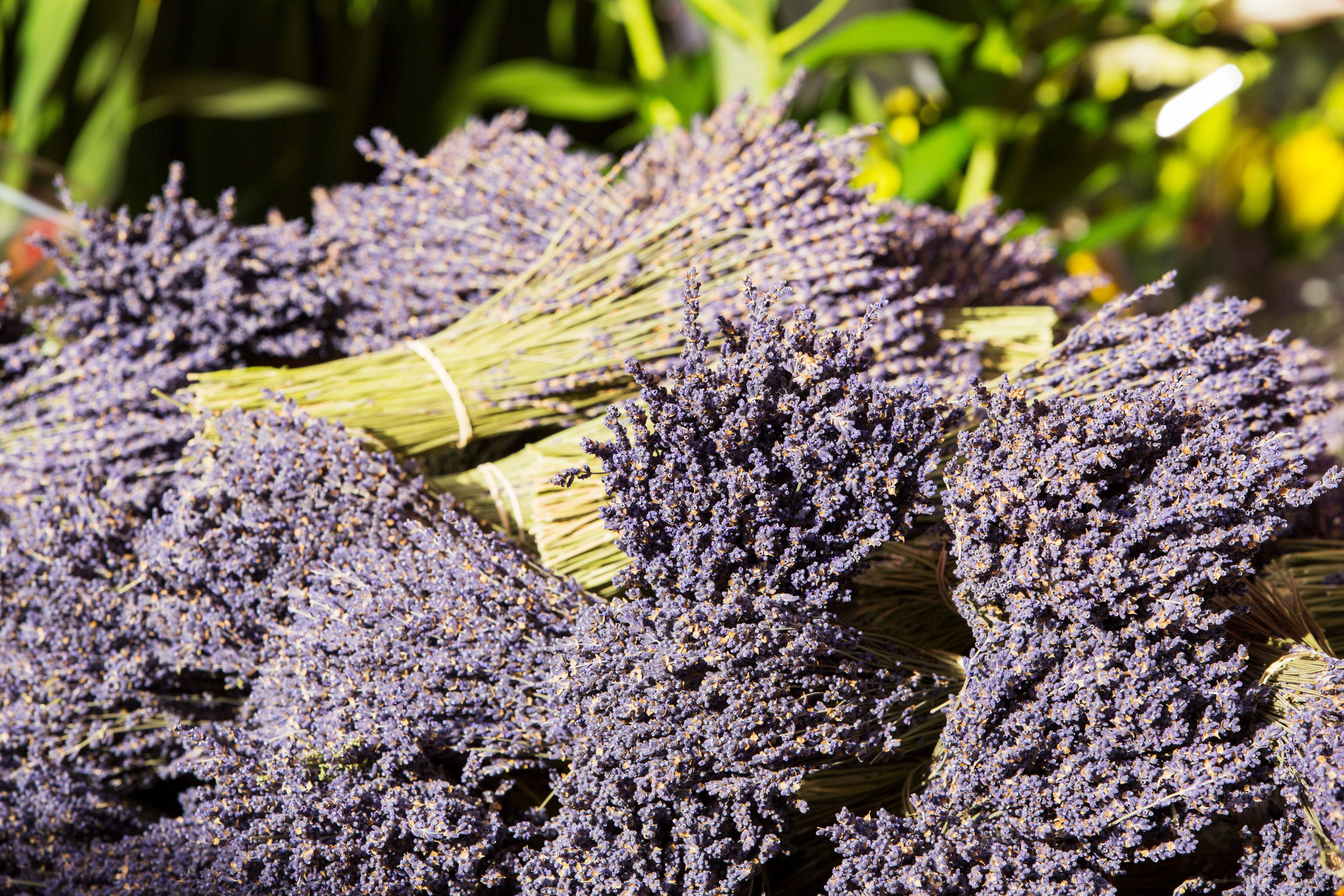 La lavanda y la menta son repelentes naturales contra los mosquitos.