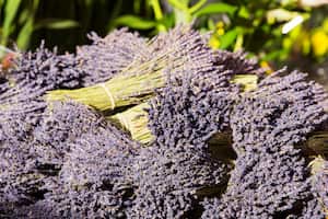 La lavanda y la menta son repelentes naturales contra los mosquitos.