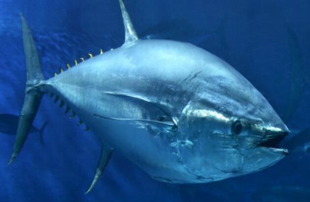 El pez atún aleta amarilla: se mueve en los primeros 100 metros del mar, mide alrededor de 239 centímetros y puede llegar a pesar 200 kilogramos. Este tipo de pescado es vendido principalmente en forma congelada y enlatada, y es precisamente la pesca la que lo ha puesto en peligro. 