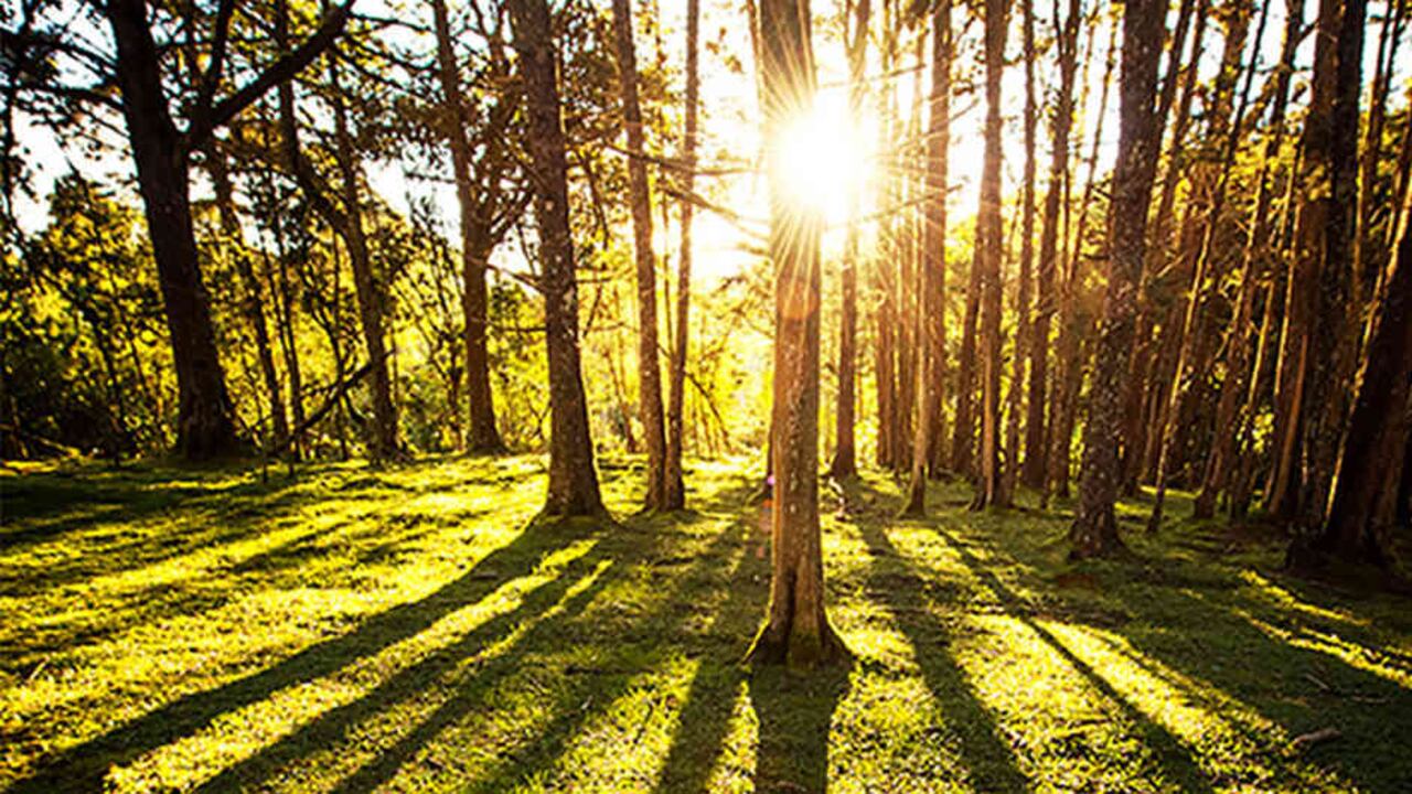 El objetivo es que el Valle de Aburrá tenga 1 millón de árboles. Foto: Luis Muñoz.
