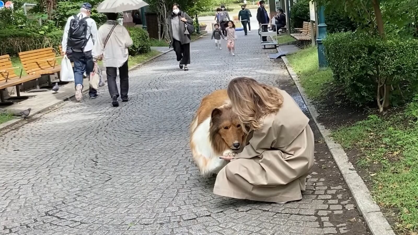 Youtuber cumple su sueño de convertirse en un Border Collie