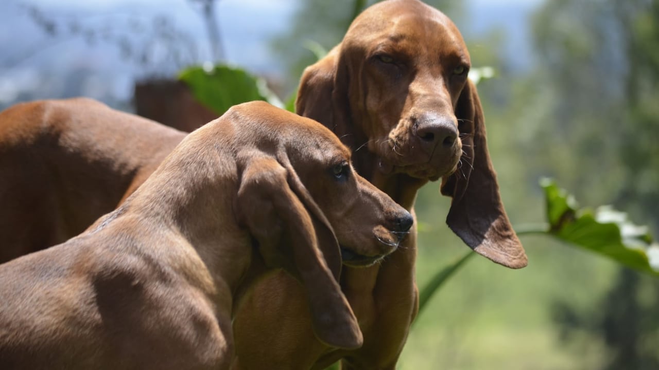 Sabueso fino colombiano