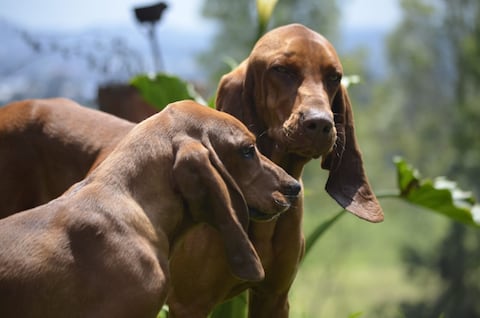 Sabueso fino colombiano
