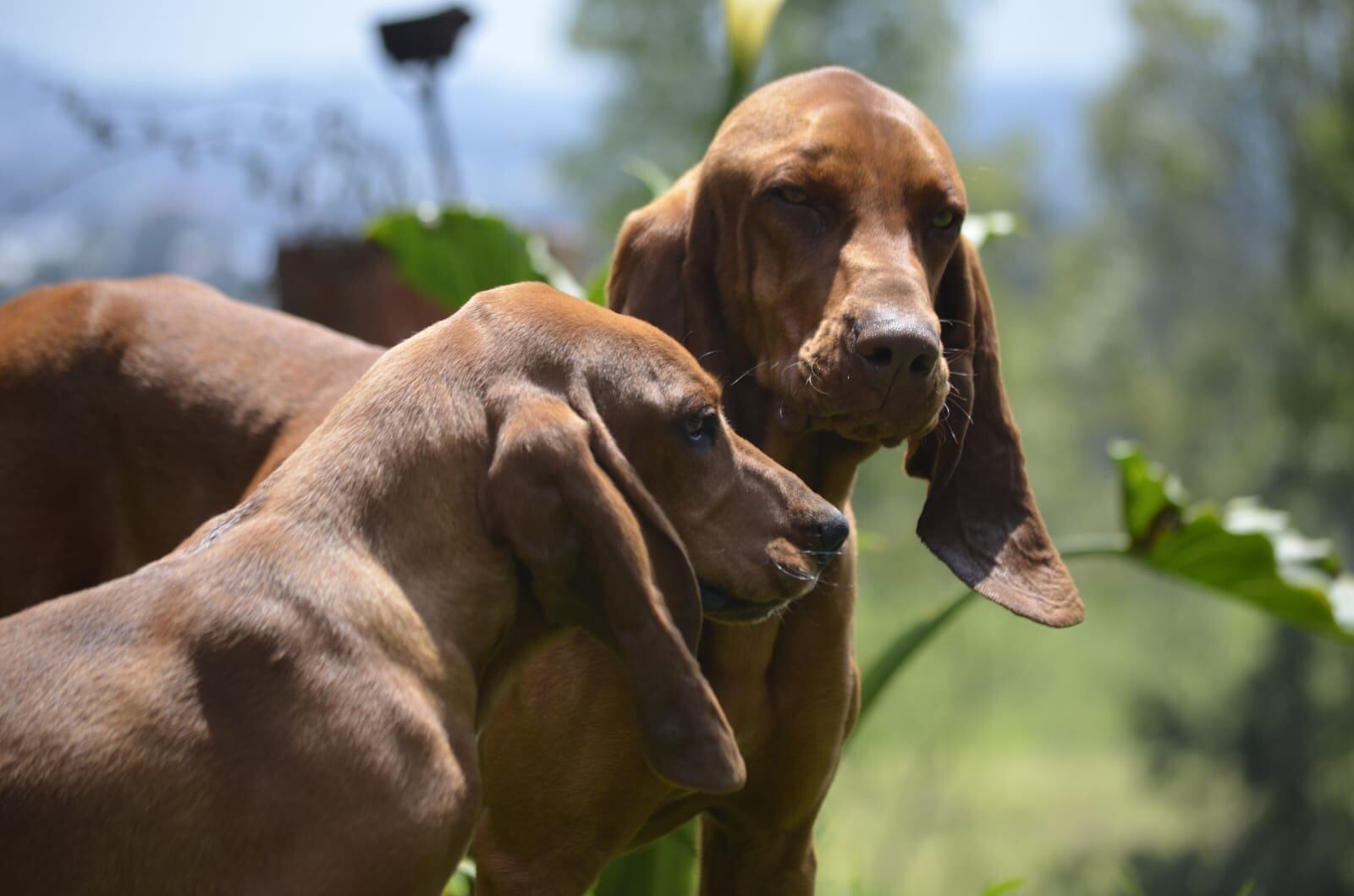 Sabueso fino colombiano