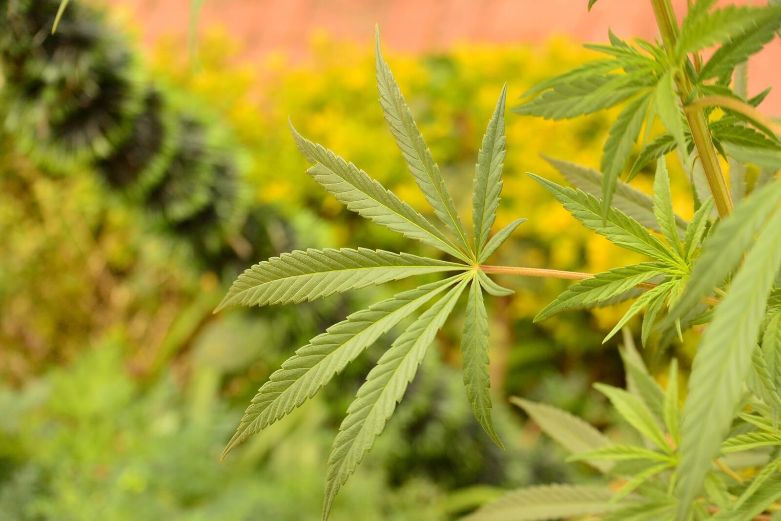 El cannabis tiene varios componentes medicinales para el organismo.