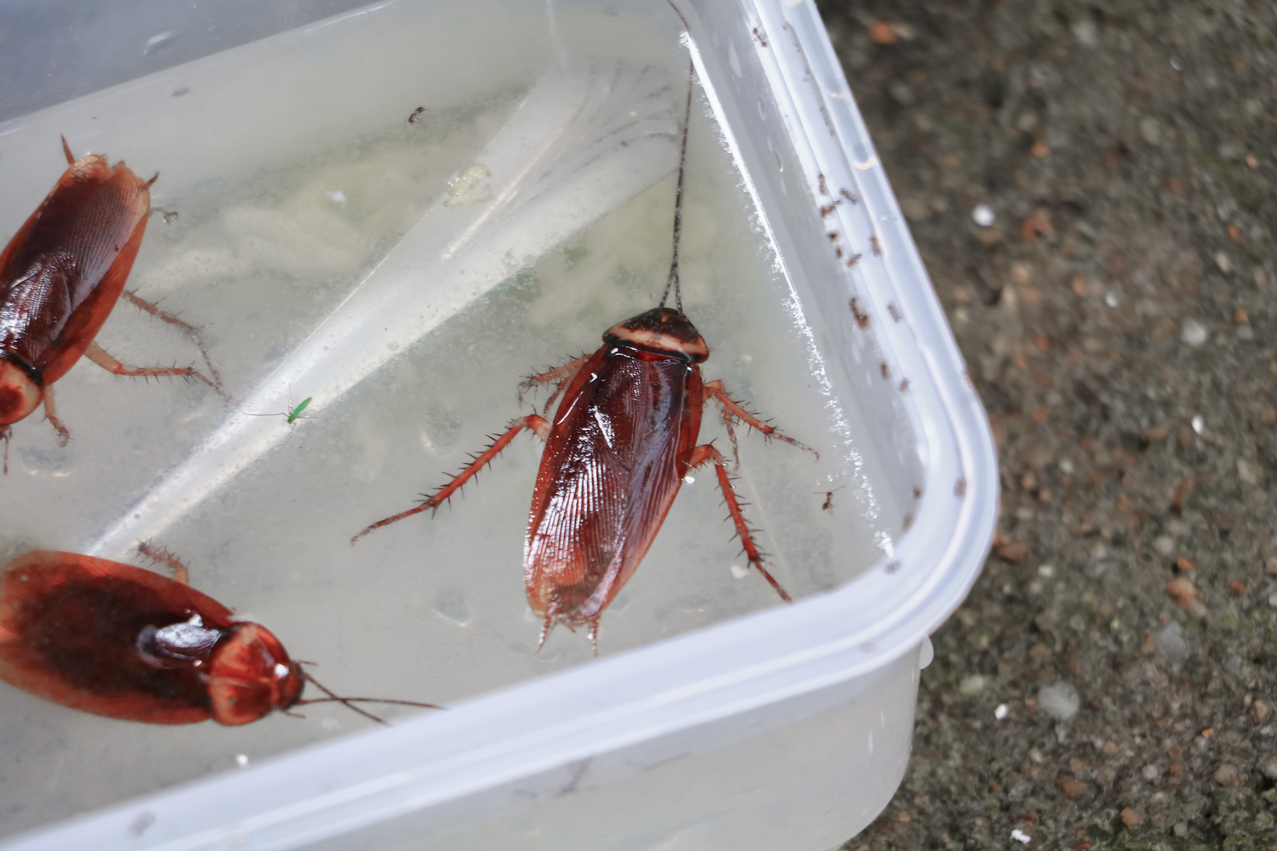 Peligros de la picadura de la cucaracha de agua