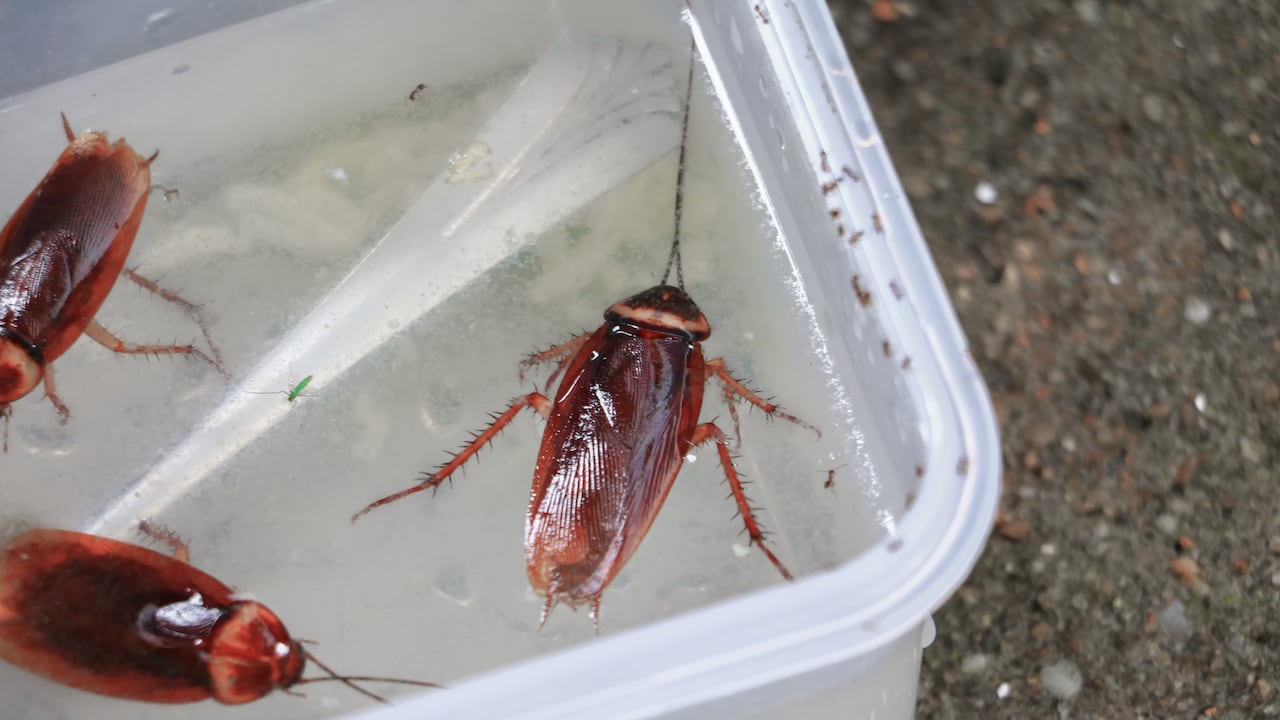 Peligros de la picadura de la cucaracha de agua