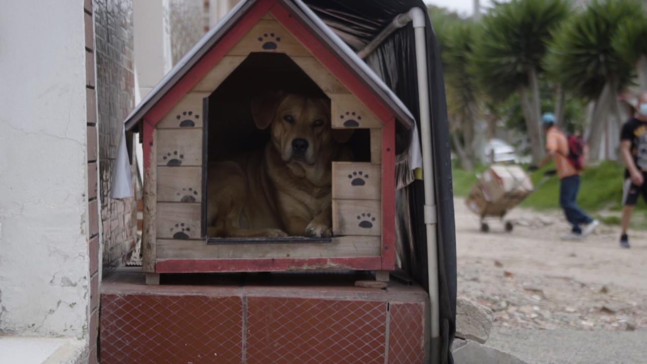 Estudio de perros callejeros en Bogotá