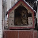 Estudio de perros callejeros en Bogotá
