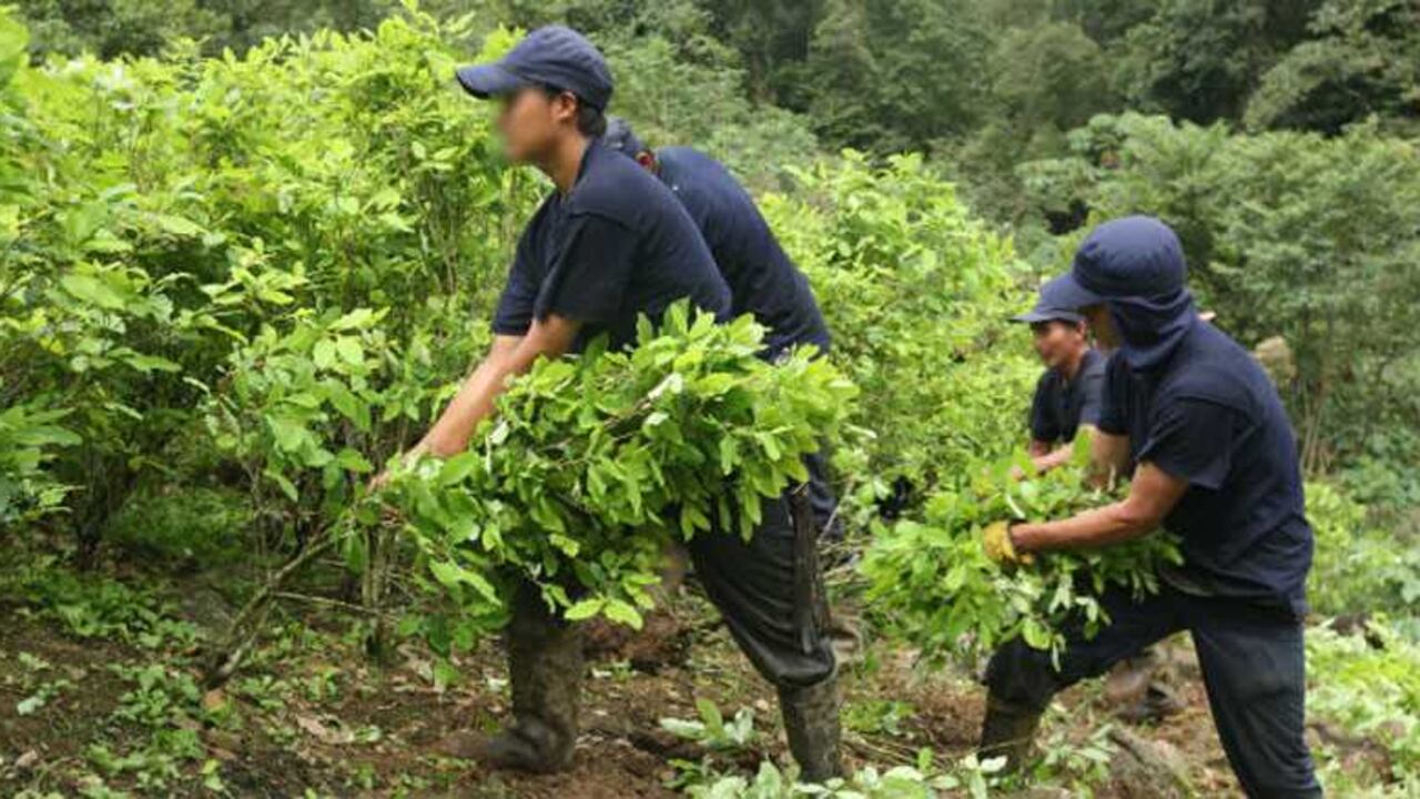 Erradicación de coca en Caucasia, Antioquia