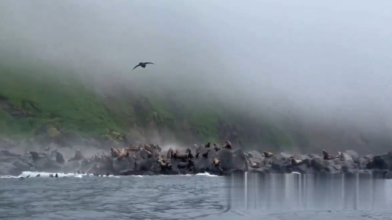 Lobos marinos en Rusia